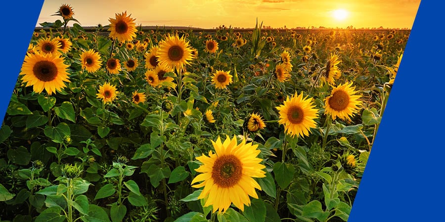 Sunflowers in a field 