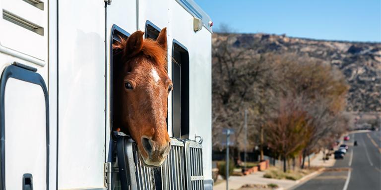 Horse Trailer with a horse poking it's head out the window