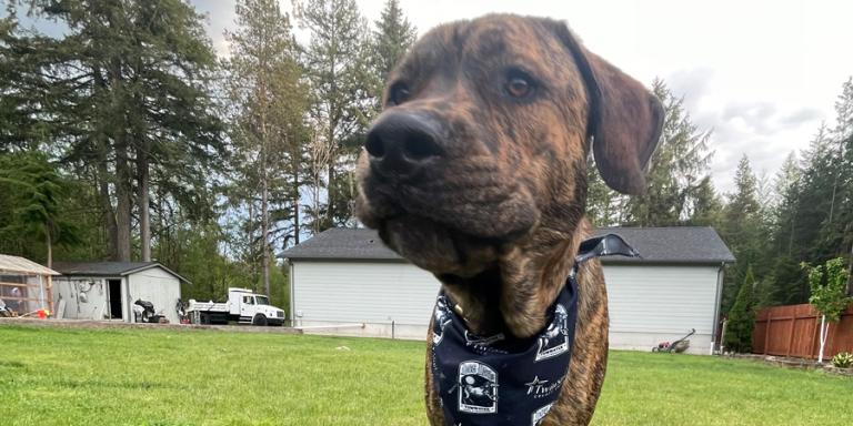 Rocco the dog wearing a TwinStar bandana at Tumwater Dog Days.