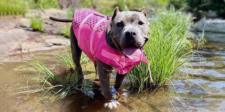 A happy dog in shallow water